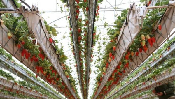 Por primera vez, una empresa argentina produce frutillas a través de un nuevo sistema de cultivo