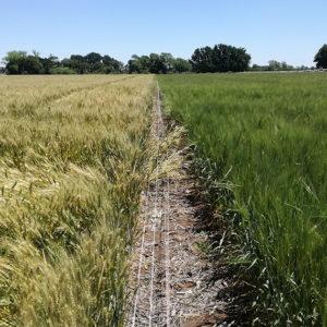 Aprobaron el trigo transgénico argentino HB4 en Estados Unidos