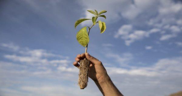 Mercado Libre alcanzará los U$18 millones para financiar iniciativas de restauración y conservación de biomas