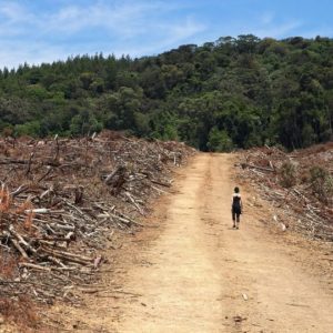 Ley de Tierras: la Justicia suspendió la derogación de la normativa prevista en el DNU de Milei
