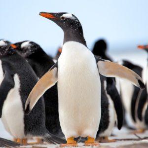 Una ONG británica ofrece trabajo por contar pingüinos en la Antártida: ¡Pagan USD 2.200!