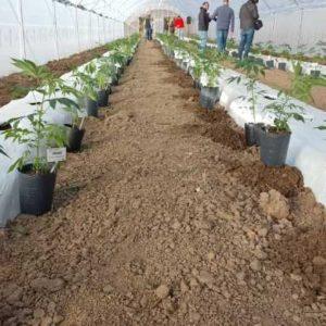 Como Jujuy, esta provincia también se suma al cultivo de cannabis medicinal