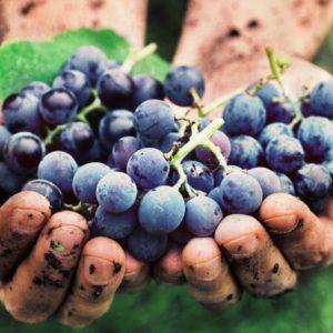 Industria vitivinícola: crece la producción de productos orgánicos en Argentina