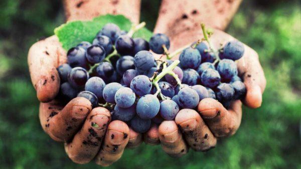 Industria vitivinícola: crece la producción de productos orgánicos en Argentina