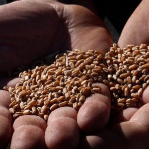 Empresas y productores lanzan una campaña para decirle «no» al trigo transgénico HB4