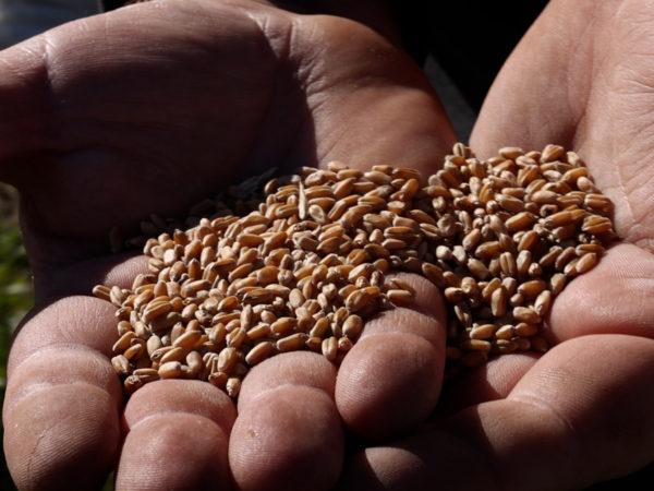 Empresas y productores lanzan una campaña para decirle «no» al trigo transgénico HB4
