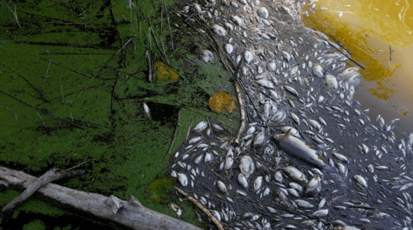 La misteriosa causa por la cual aparecieron miles de peces muertos en el río Order