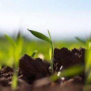 Utilizan genes sintéticos para que las raíces de las plantas resistan al cambio climático