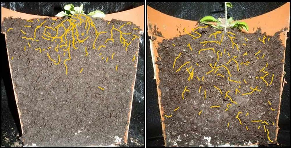 Investigadores usan genes sintéticos para que las raíces de las plantas resistan al cambio climático