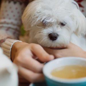 Perros y gatos, bienvenidos: qué ciudad argentina se convirtió en “pet friendly”