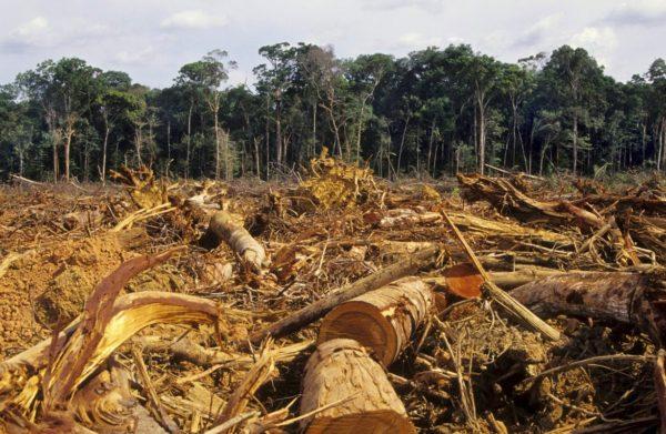 Esta actividad es la culpable de más del 90% de la deforestación tropical, según estudio científico