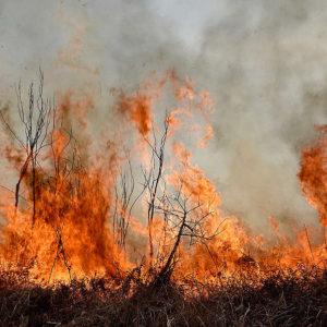Por qué hay incendios forestales en la Argentina: origen, responsables y posibles soluciones