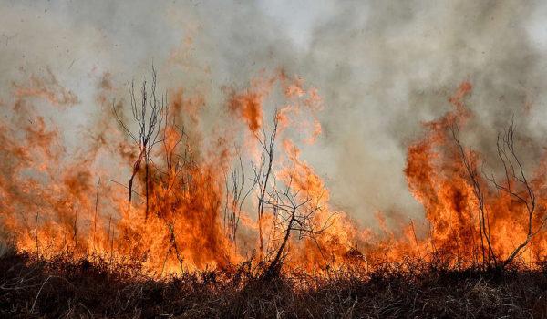 Por qué hay incendios forestales en la Argentina: origen, responsables y posibles soluciones