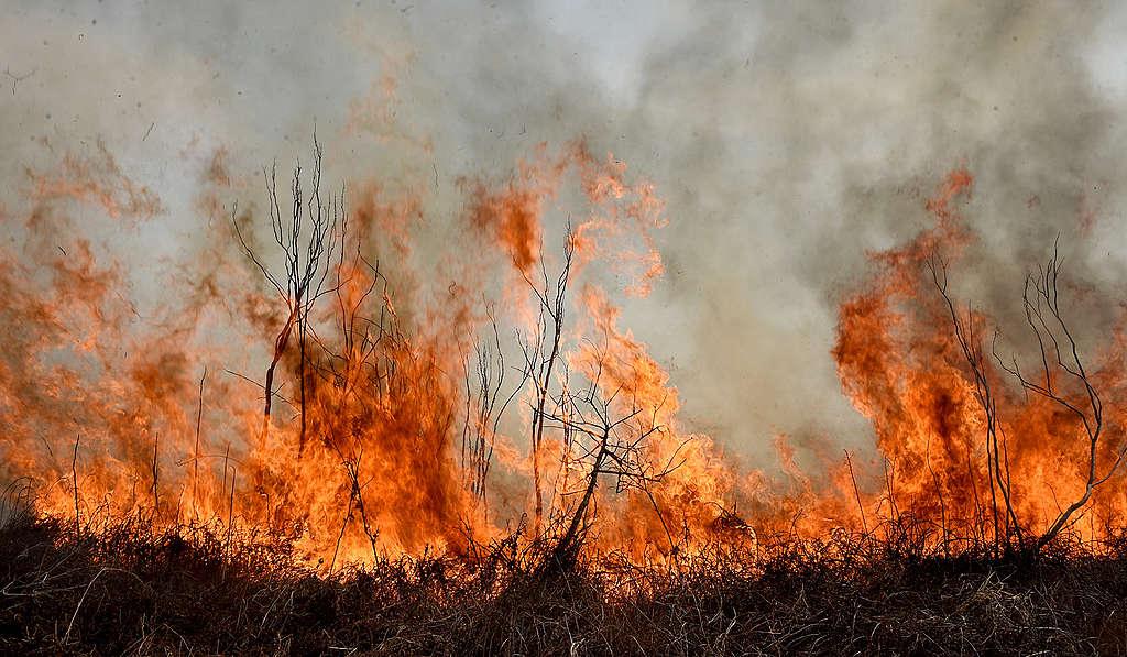 Por qué hay incendios forestales en la Argentina: responsables y soluciones