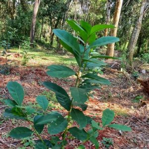 Qué es Yerba Mate CAÁ, el modelo sustentable que apuesta a conservar la selva junto al sector yerbatero