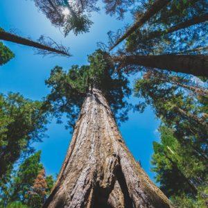 Argentina, con mala nota en la emisión de créditos de carbono forestales