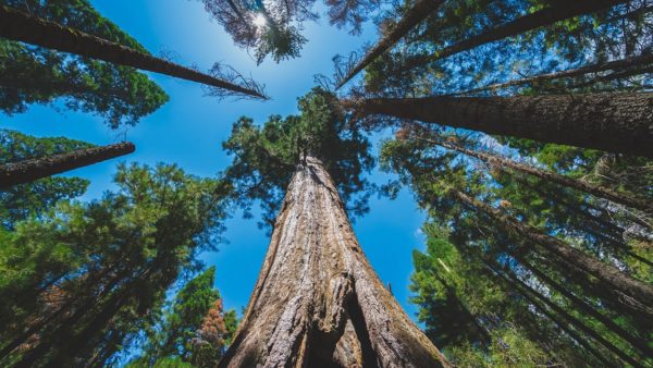La absorción de carbono de los árboles se reducirá por el cambio climático