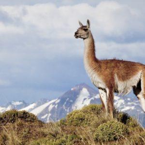 Por qué buscan promover el aprovechamiento sustentable de la carne de guanaco