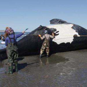 Ballenas muertas en Chubut: esta podría ser la causa, según los expertos