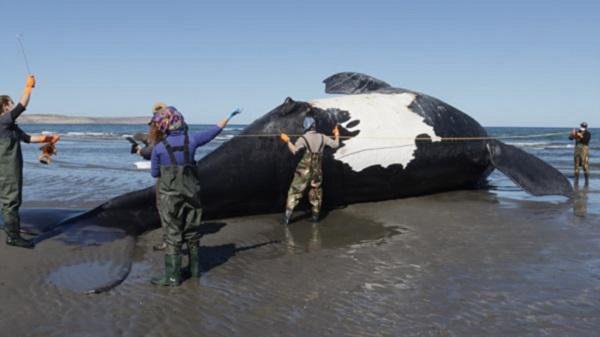 Ballenas muertas en Chubut: esta podría ser la causa, según los expertos