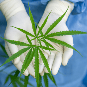 Cannabis medicinal: por primera vez se comercializarán semillas con tecnología Conicet