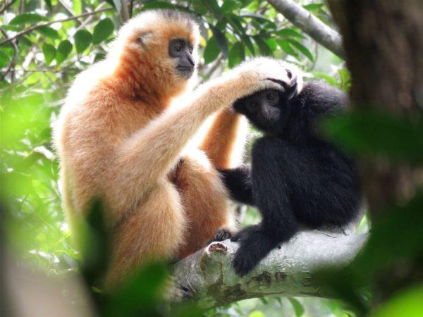 En qué influye el calentamiento global y la deforestación en los primates que viven en los árboles