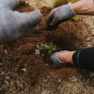 Grupo San Cristóbal sella una alianza para plantar árboles nativos en Córdoba