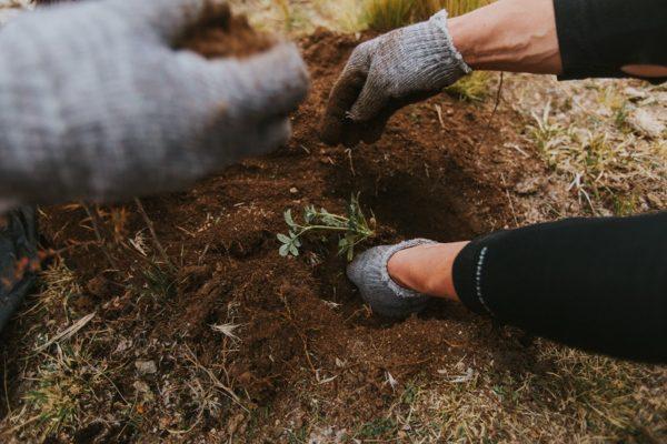Grupo San Cristóbal sella una alianza para plantar árboles nativos en Córdoba