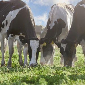 Mastellone Hnos, la primera empresa argentina en obtener el sello de bienestar animal para sus productos