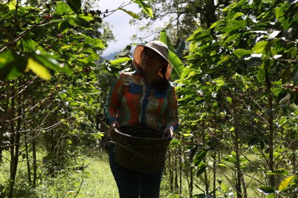 Agricultura regenerativa: lanzan una iniciativa tech para que pequeños agricultores de América Latina