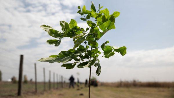 Una provincia argentina plantó más de 250 mil árboles para mitigar los efectos del cambio climático
