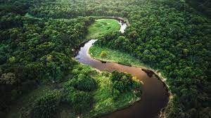 Distinguen a Brasil, Argentina y Paraguay por la restauración del Bosque Atlántico