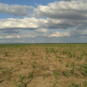 Productores agropecuarios, preocupados por el «desastre climático» que afecta al sector