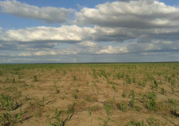 Productores agropecuarios, preocupados por el «desastre climático» que afecta al sector