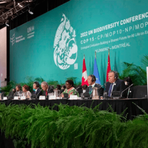 La Conferencia de Biodiversidad de las Naciones Unidas alcanzó un acuerdo histórico para cuidar el medioambiente
