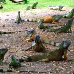 Ola polar en Estados Unidos y alerta por lluvia de iguanas