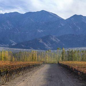 Los 5 pilares de Wines of Argentina para una industria vitivinícola más sustentable