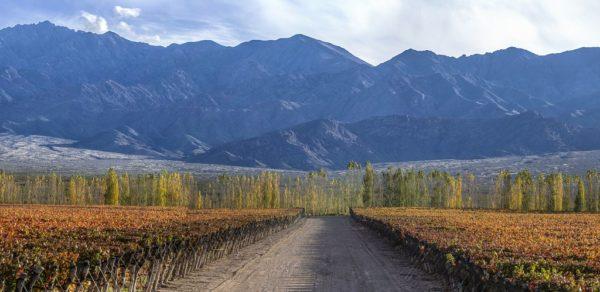 Los 5 pilares de Wines of Argentina para una industria vitivinícola más sustentable