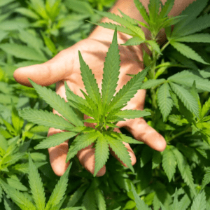 El Gobierno reglamentará en 20 días la ley de cáñamo industrial y cannabis medicinal