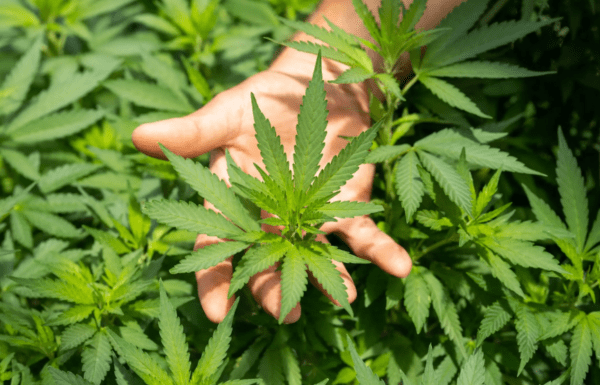 El Gobierno reglamentará en 20 días la ley de cáñamo industrial y cannabis medicinal
