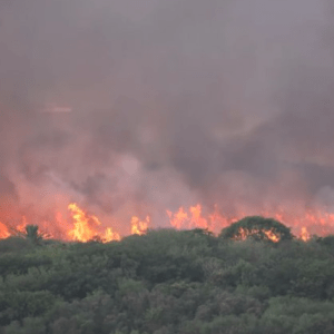 Reserva Ecológica: bomberos controlaron incendio en la Costanera Sur, pero se desconoce qué lo provocó