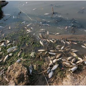 Un estudio confirmó que comer pescado equivale a tomar agua contaminada por un mes