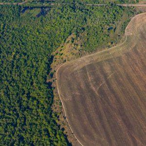 Plantarán más de 10 mil árboles en la selva amazónica para luchar contra el cambio climático