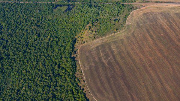 Plantarán más de 10 mil árboles en la selva amazónica para luchar contra el cambio climático