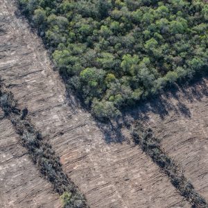 Greenpeace denuncia un aumento "alarmante" de desmontes ilegales e incendios forestales en el norte argentino