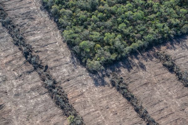 Greenpeace denuncia un aumento «alarmante» de desmontes ilegales e incendios forestales en el norte argentino