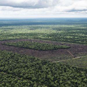 Lanzan una convocatoria para financiar proyectos de conservación de bosques nativos