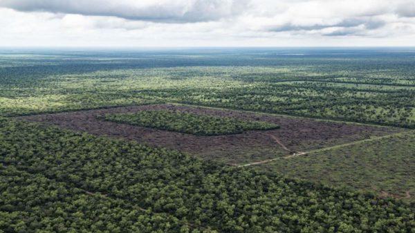 Lanzan una convocatoria para financiar proyectos de conservación de bosques nativos