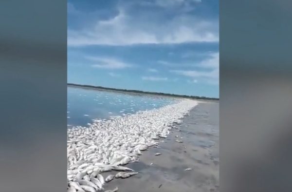 Sequía en Argentina: miles de peces aparecieron muertos en una laguna de Santa Fe