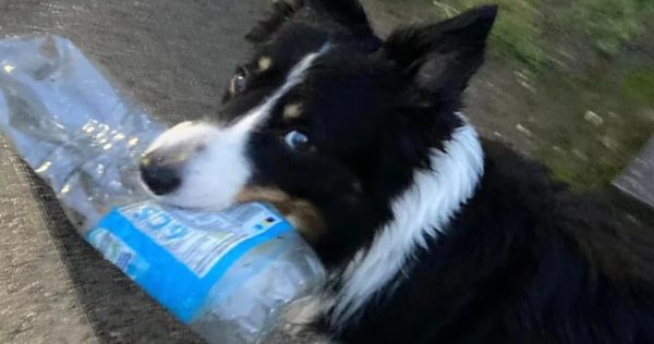 El perro «ecologista»: ya recicló más de 1000 botellas al año y va por más